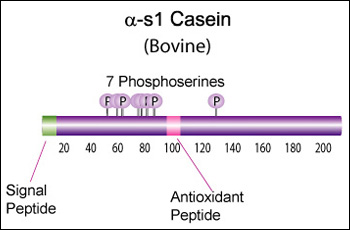 Alpha-s1-casein.jpg