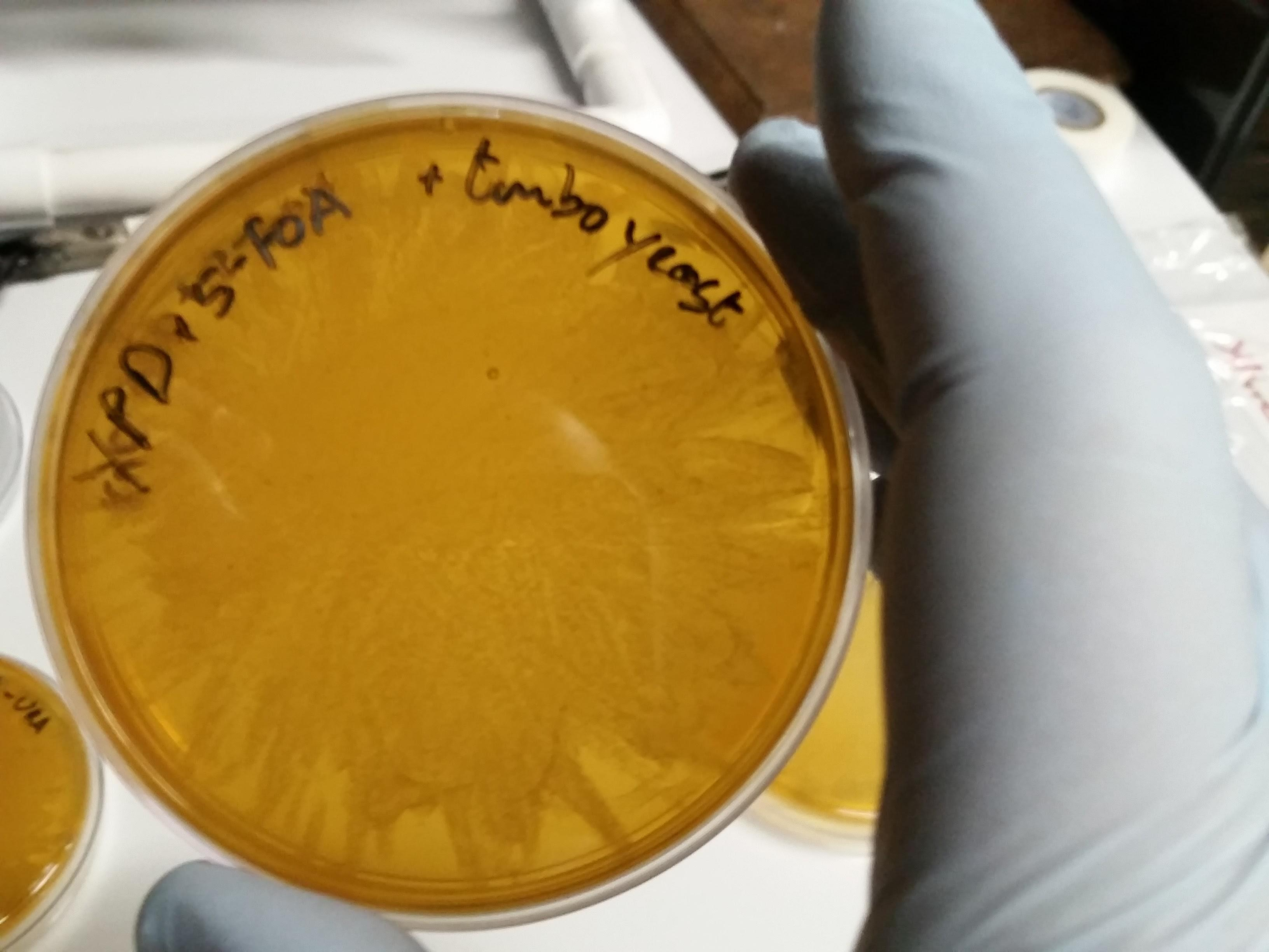 YPD+5-FOA TurboYeast.png