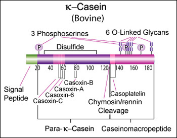 Molecular biology - Real