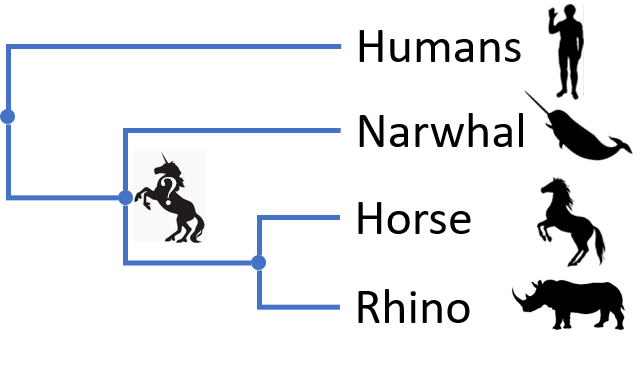Imaginary phylogeny of the unicorn, showing narwhal, horse and rhino, with homo sapiens as outgroup