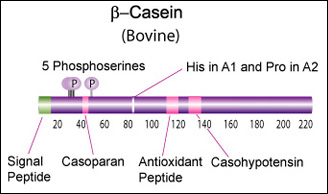 Beta-casein.jpg