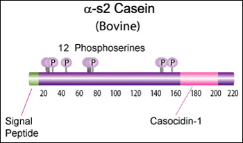 Alpha-s2-casein.jpg