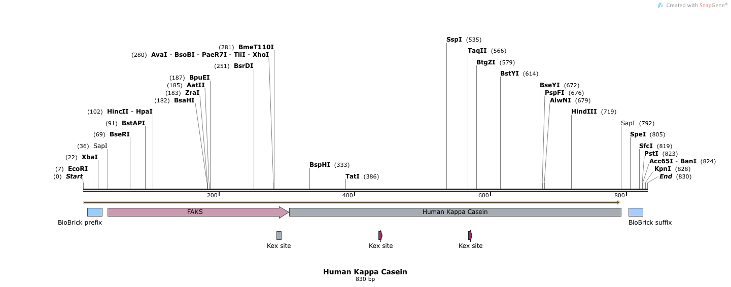 Human Kappa Casein Map.png