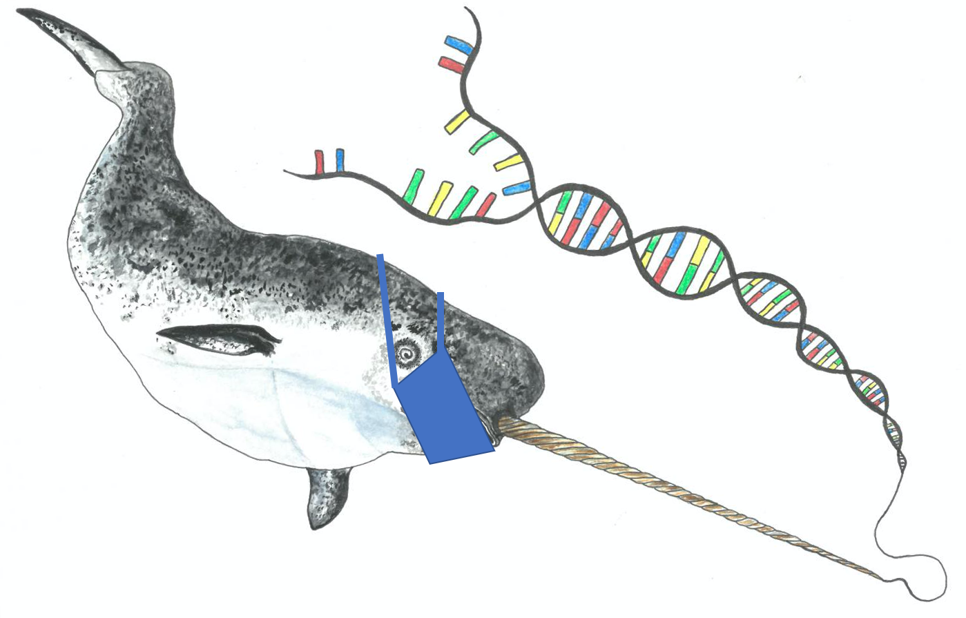 A mask-wearing narwhal, with DNA strands sprouting out of its tusk